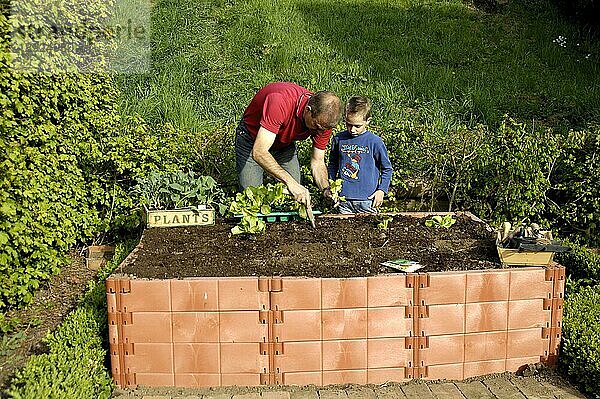 Mann und Junge bepflanzen Hochbeet