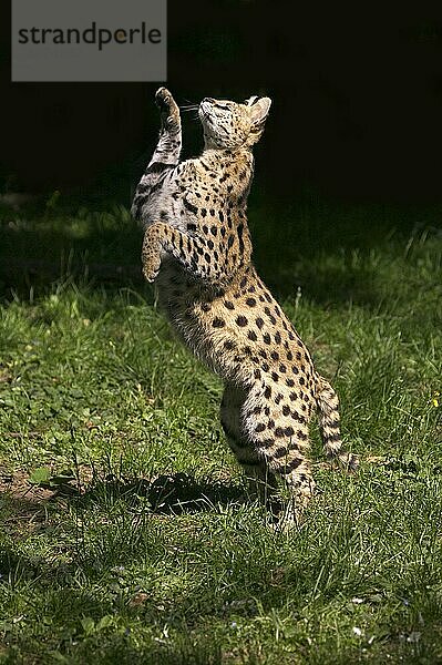 Serval (leptailurus serval)  Erwachsener jagt vogel