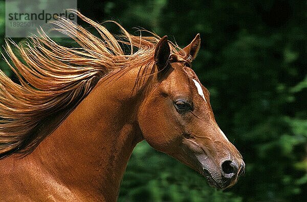 ARABERPFERD  PORTRAIT EINES ERWACHSENEN MIT MÄHNE IM WIND