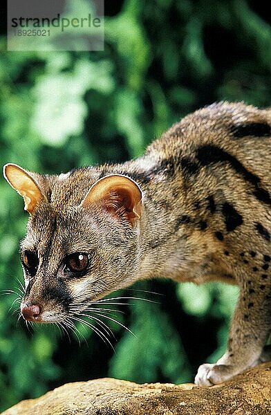 KLEINE SPOTTED GENETTE (genetta genetta)  PORTRAIT EINES ERWACHSENEN