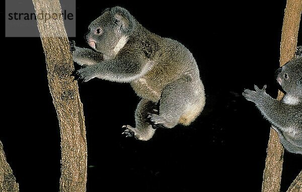 KOALA (phascolarctos cinereus)  ERWACHSENER SPRINGT VOR SCHWARZEM HINTERGRUND  AUSTRALIEN