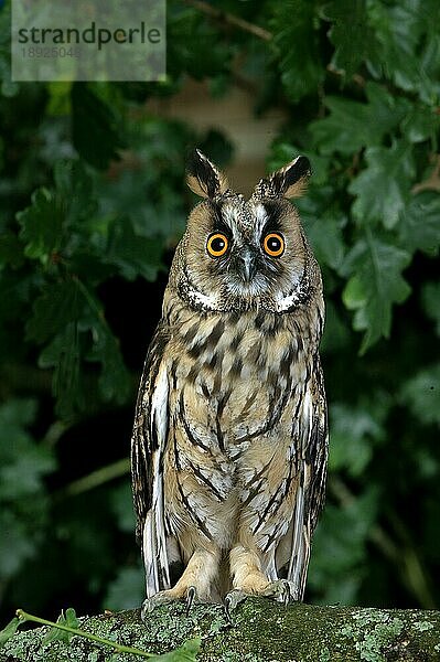 Waldohreule (asio otus)  ERWACHSENE AM BRANCH  NORMANDY