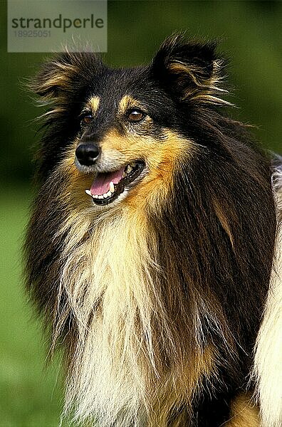 Shetland Sheepdog  Portrait eines erwachsenen Hundes