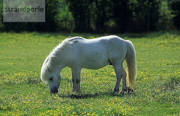 SHETLANDPONY  ERWACHSEN  STEHEND AUF EINER BLUMENWIESE