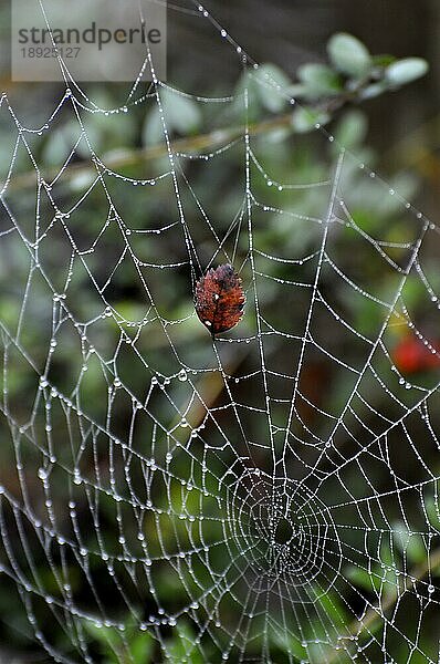 Spinnennetz einer Kreuzspinne mit Tautropfen