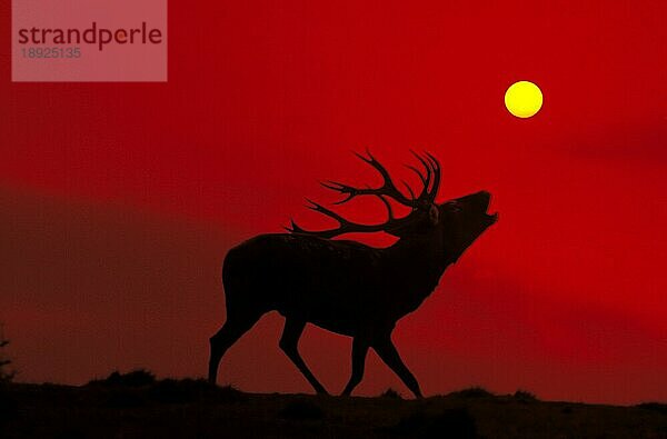 Rothirsch (cervus elaphus)  Männchen röhrt bei Sonnenuntergang