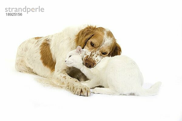 Französisch Spaniel Hund (Zimt Farbe) mit weißen Hauskatze gegen weißen Hintergrund