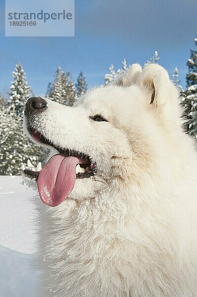 Samojedenhund  bjelkier  im Schnee  Cocolalla  Idaho  USA  Nordamerika