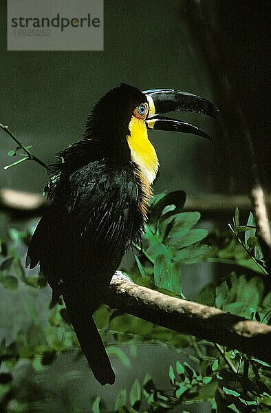 Ariel-Tukan oder Kanalschnabeltukan (ramphastos vitellinus)  Erwachsener auf Ast