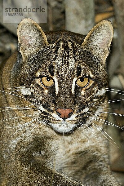 ASIENISCHE GOLDKATZE ODER TEMMINK-KATZE catopuma temmincki  PORTRAIT EINES ERWACHSENEN