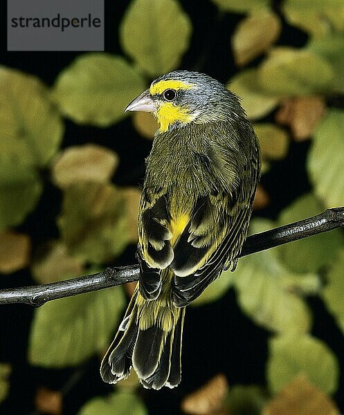 Gelbstirnkanarienvogel (serinus mozambicus)  Erwachsener auf Ast