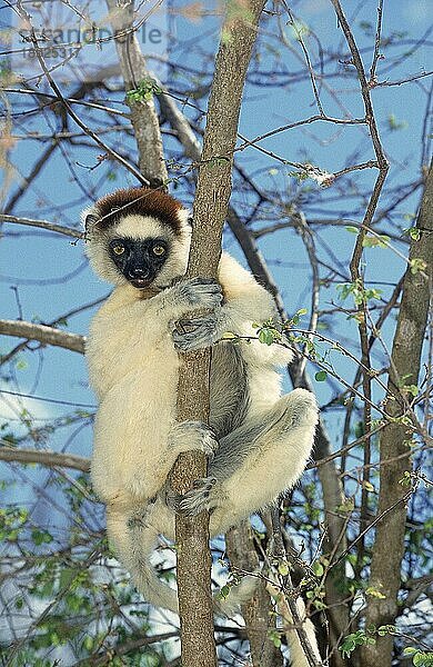 Larvensifaka (propithecus verreauxi)  ERWACHSENER IM BAUM STEHEND  BERENTY-RESERVE  MADAGASKAR