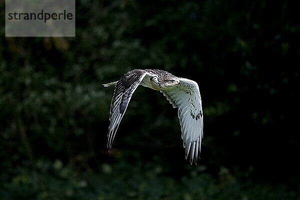 Königsbussard (buteo regalis)  ERWACHSENER IM FLUG