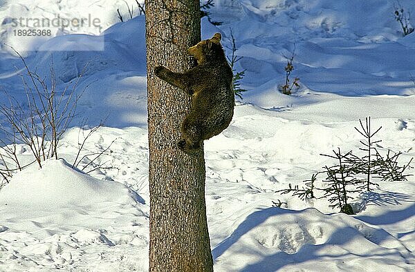 BRAUNBÄR (ursus arctos)  ERWACHSENER KLIMMERNDER BALKENSTAMM