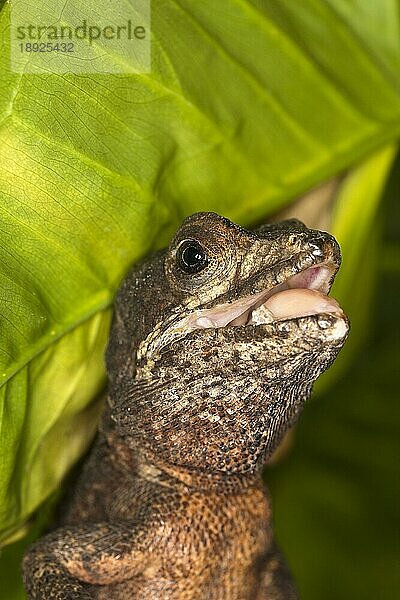 BRAUNE BASILISCHEN EIDECHSE (basiliscus vittatus)  ERWACHSENER