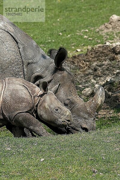 Indisches Nashorn (rhinoceros unicornis)  Mutter mit Kalb