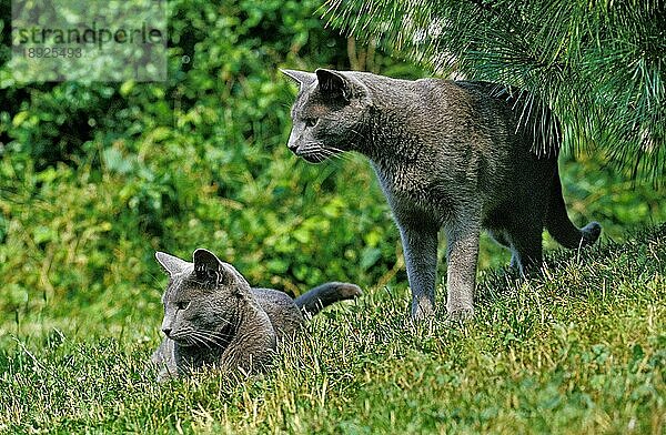 Russisch Blau Hauskatze  Erwachsene auf Gras