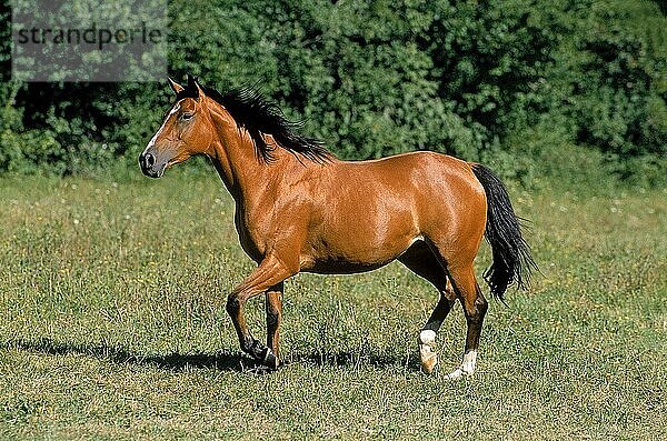 ARABERPFERD  ERWACHSEN STEHEND AUF DER WEIDE