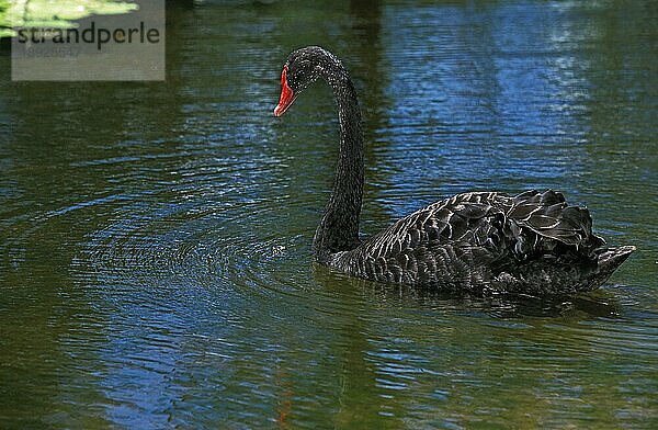 Trauerschwan (cygnus atratus)  ERWACHSENER AUF DEM WASSER STEHend  AUSTRALIEN