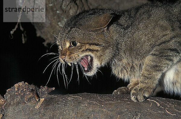 Europäische Wildkatze (felis silvestris)  erwachsener Knurrer