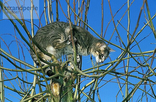 Europäische Hauskatze  erwachsen  stehend im Baum