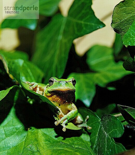 Europäischer Laubfrosch (hyla arborea)  ERWACHSENER AUF BLATT STEHEND  NORMANDY IN Frankreich