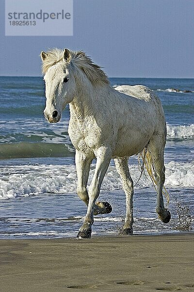 Camargue-Pferd  Erwachsener trabend am Strand  Saintes Marie de la Mer in der Camargue  im Süden Frankreichs