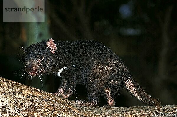 TASMANISCHER TEUFEL sarcophilus harrisi  ÄLTERE ERWACHSENE  AUSTRALIEN