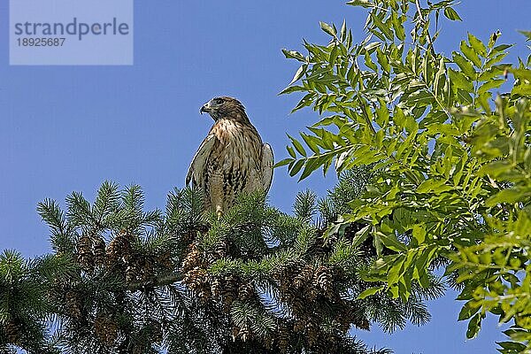 Rotschwanzbussard (buteo jamaicensis)  ERWACHSENER AUF BRANSCH STEHEND