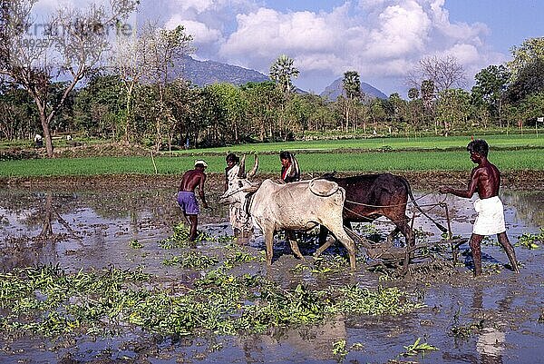 Traditionelles Pflügen nach Gründüngung  Tamil Nadu  Südindien  Indien  Asien.ökologischer Landbau  Asien