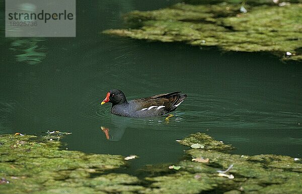 Teichralle (gallinula chloropus) ODER EUROPÄISCHES SCHWIMMELHAUS  ERWACHSENER AUF TEICH  NORMANDY IN Frankreich