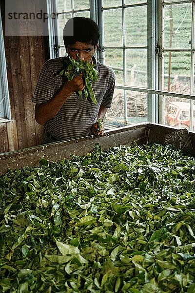 Mann und Teeblätter  Teefabrik  Nuwara Eliya  Sri Lanka  Asien