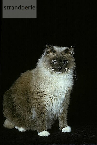 Ragdoll Hauskatze  Erwachsene vor schwarzem Hintergrund