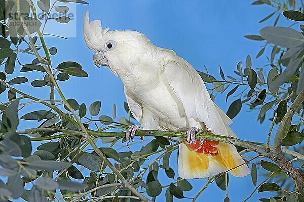 PHILIPPINISCHER Hahnenkamm ODER ROTER Hahnenkamm (cacatua haematuropygia)  ERWACHSENER AM BRANSCH