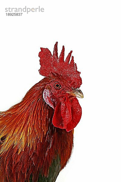 Französisch Huhn genannt Gaulois Dore  Porträt des Hahns gegen weißen Hintergrund