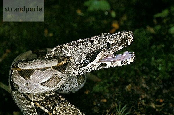 Boa Constrictor  Erwachsener mit offenem Maul