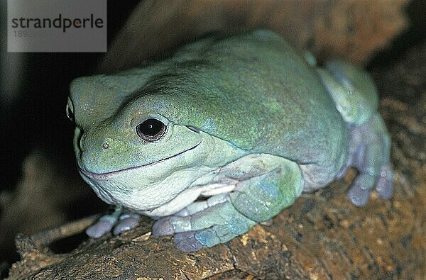 Weißer Laubfrosch (litoria caerulea)  erwachsen