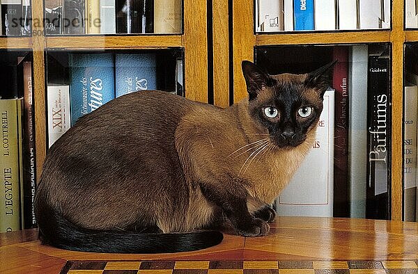 TONKINESE HAUSKATZE  ERWACHSEN  RUHT IN DER NÄHE EINES BÜCHERREGALS