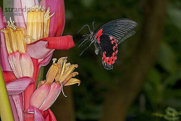 Scharlachroter Mormonenfalter  papilio rumanzovia  Erwachsene Sammlung auf Blüte