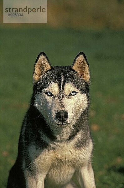 Siberian Husky Hund  Portrait eines Erwachsenen