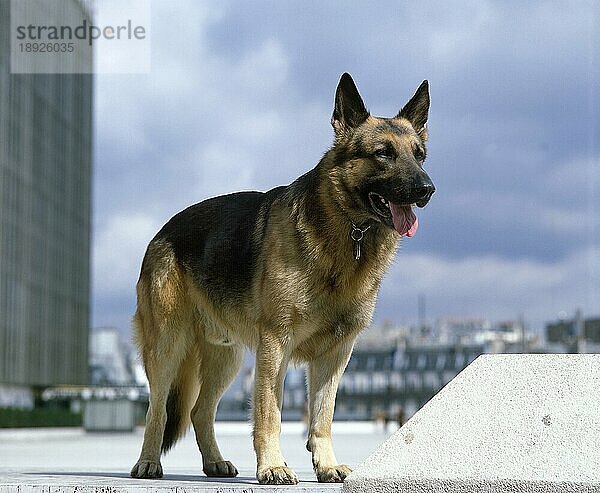 Deutscher Schäferhund  erwachsen in Paris