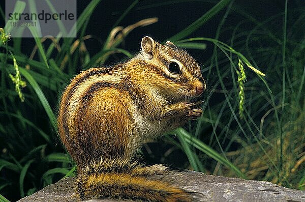 Corean Eichhörnchen  eutamia sibericus  Erwachsen