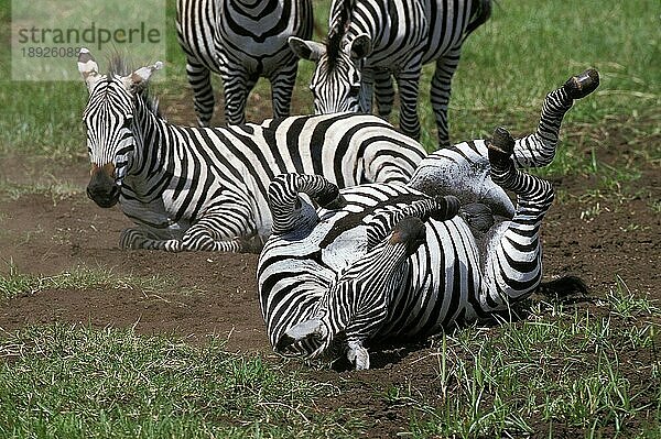 BURCHELL'S ZEBRA (equus burchelli)  ERWACHSENE BEIM STAUBBAD  KENIA