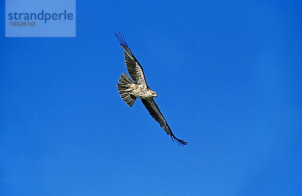 Habichtsadler (aquila rapax)  Erwachsener im Flug gegen blauen Himmel  Kenia  Afrika