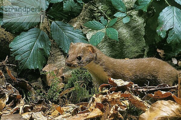 Mauswiesel (mustela nivalis)  ERWACHSENER IN TOTEN BLÄTTERN  Frankreich  Europa