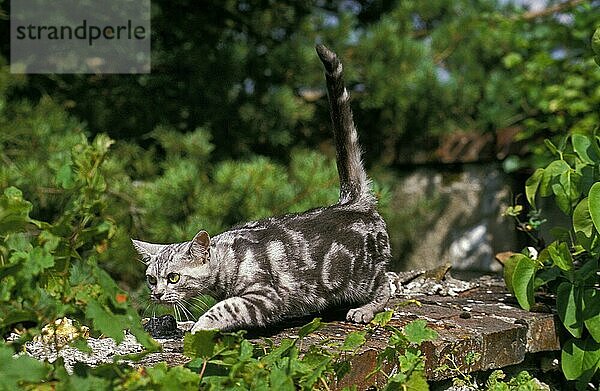 Amerikanisch Kurzhaar Hauskatze  erwachsen  an der Wand laufend