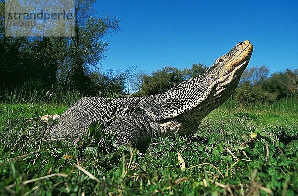 Wasserwaraneidechse (varanus salvator)  Erwachsener auf Gras  riechend