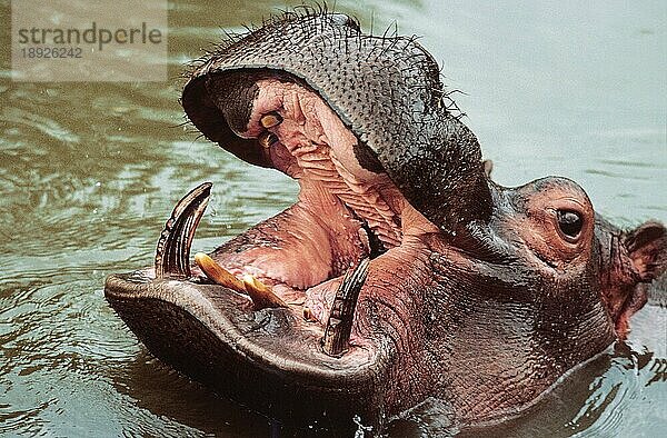 Nilpferd (Hippopotamus amphibius)  Erwachsener mit offenem Maul