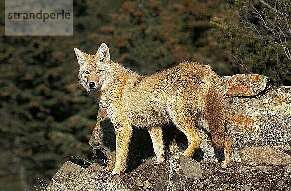 KOJOTE (canis latrans)  ERWACHSENER AUF FELSEN  MONTANA