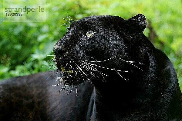 BLACK PANTHER (panthera pardus)  PORTRAIT DES ERWACHSENEN